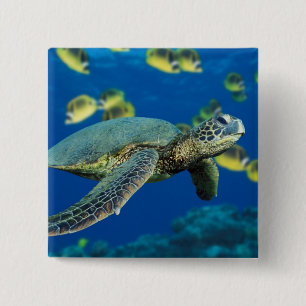 Grönt Sea Turtle Knapp