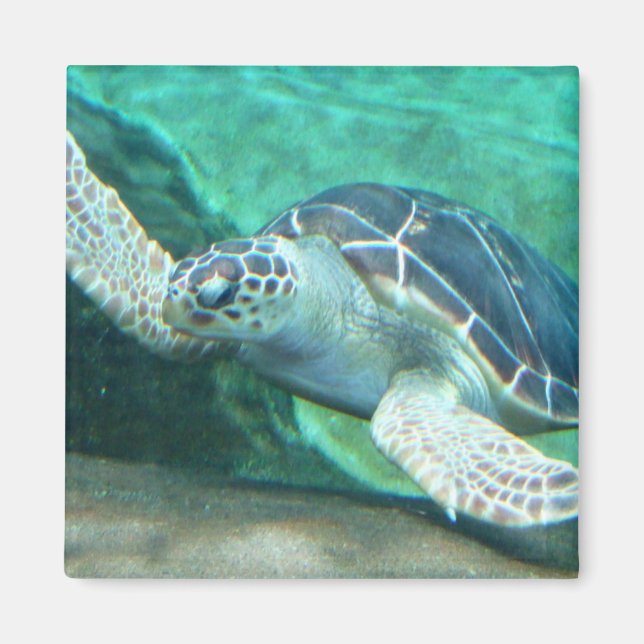 Grönt Sea Turtle Magnet (Framsidan)