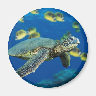 Grönt Sea Turtle Magnet