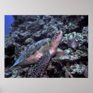 Grönt Sea Turtle-Moalboal Poster