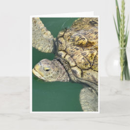 Grönt Sea Turtle Note Card<Blank Card> Tack Kort