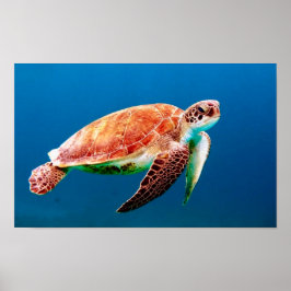 Grönt Sea Turtle Poster