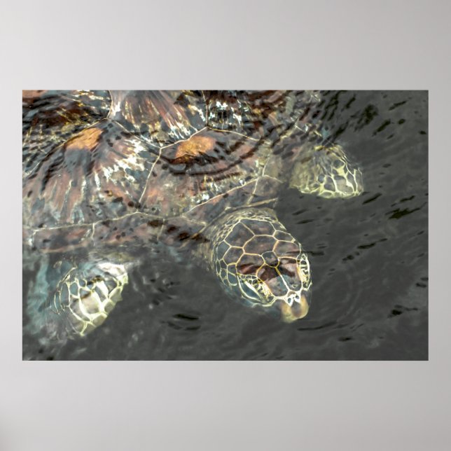 Grönt Sea Turtle Poster (Framsidan)