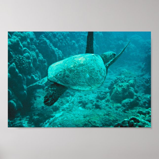 Grönt Sea Turtle Poster (Framsidan)