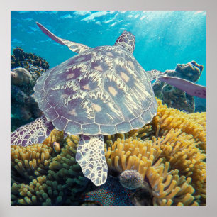 Grönt Sea Turtle Poster