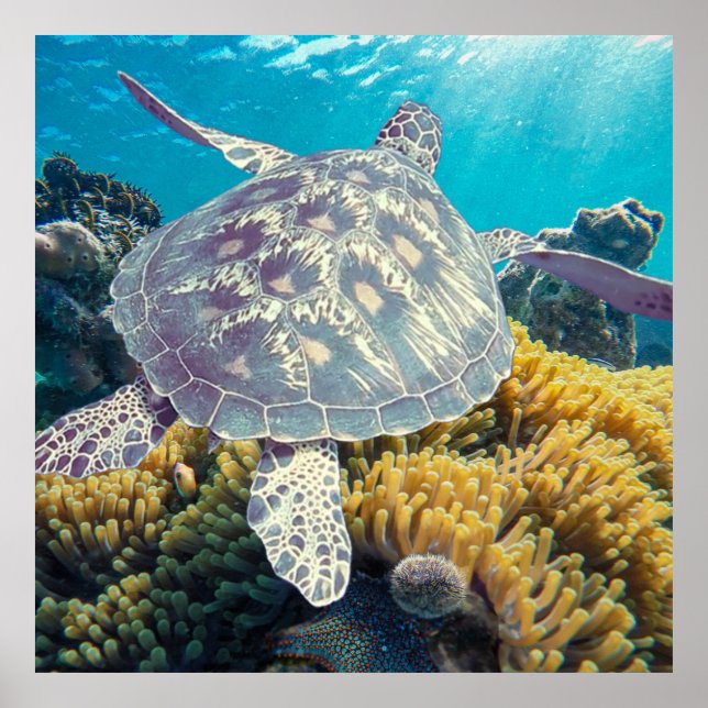 Grönt Sea Turtle Poster (Framsidan)