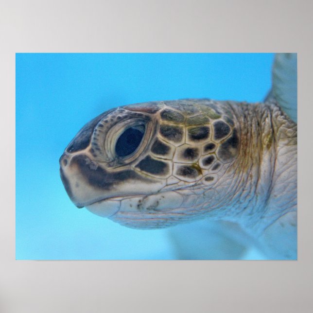 Grönt Sea Turtle print Poster (Framsidan)