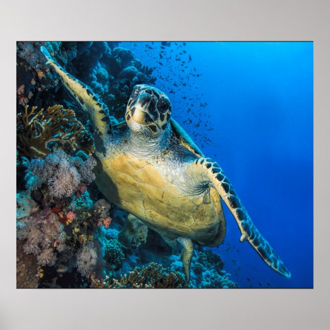 Grönt Sea Turtle | Röda havet Poster (Framsidan)