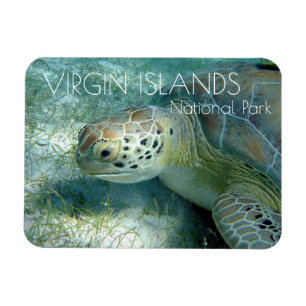 Grönt Sea Turtle, Sea Plants, Virgin Islands NP Magnet