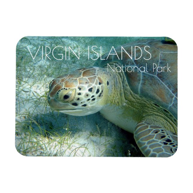 Grönt Sea Turtle, Sea Plants, Virgin Islands NP Magnet (Horisontell)