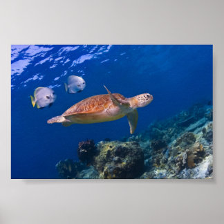 Grönt Sea Turtle simmande med två Batfish Poster