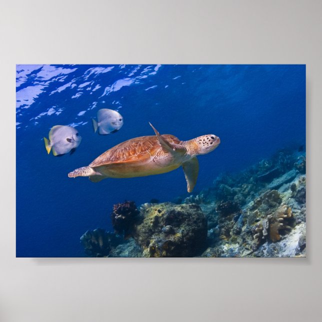 Grönt Sea Turtle simmande med två Batfish Poster (Framsidan)