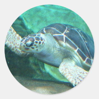 Grönt Sea Turtle Stickers Runt Klistermärke