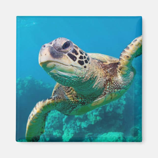 Grönt Sea Turtle Swimming over Coral Reef |Hawaii Magnet (Framsidan)