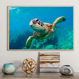 Grönt Sea Turtle Swimming over Coral Reef Hawaii Poster