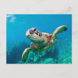 Grönt Sea Turtle Swimming over Coral Reef |Hawaii Vykort