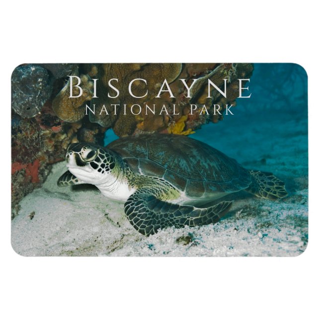 Grönt Sea Turtle under Vatten Biscayne NP Magnet (Horisontell)
