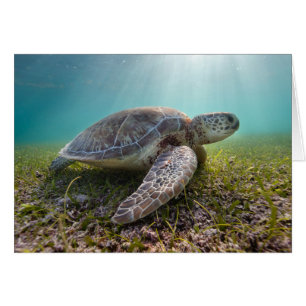 Grönt Sea Turtle vid Dusk Akumal Bay Hälsningskort