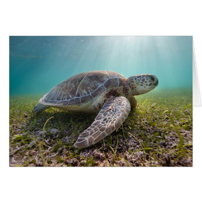 Grönt Sea Turtle vid Dusk | Akumal Bay Hälsningskort (Framsidan Horizontal)
