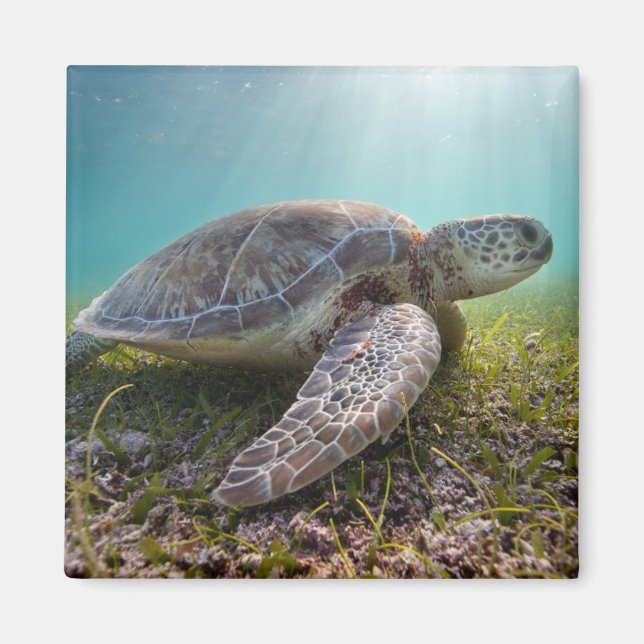 Grönt Sea Turtle vid Dusk | Akumal Bay Magnet (Framsidan)