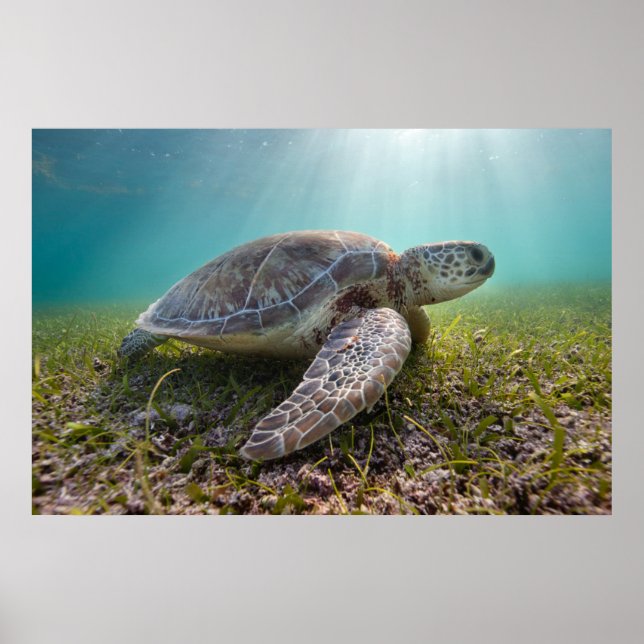 Grönt Sea Turtle vid Dusk | Akumal Bay Poster (Framsidan)
