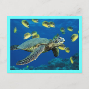 Grönt Sea Turtle Vykort