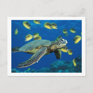 Grönt Sea Turtle Vykort