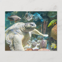 Grönt Sea Turtle Vykort