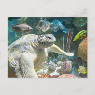 Grönt Sea Turtle Vykort