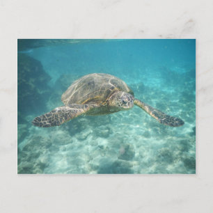 Grönt Sea Turtle Vykort