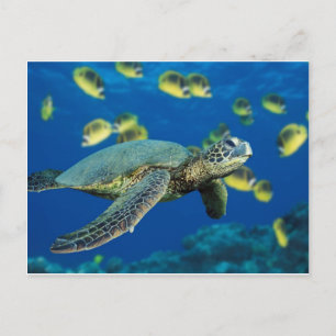 Grönt Sea Turtle Vykort