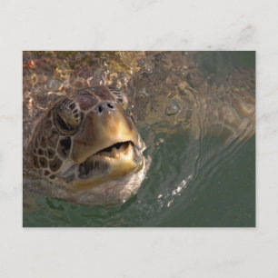 Grönt Sea Turtle-vykort Vykort