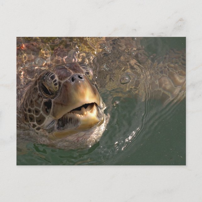 Grönt Sea Turtle-vykort Vykort (Framsida)