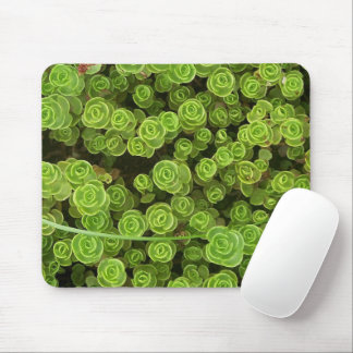 Grönt Sedum Garden Plant Musmatta