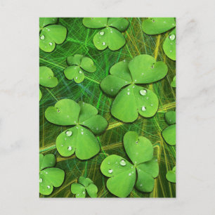 Grönt Shamrock St Patrick's iPhone 5 Fodral-Mate Helg Vykort