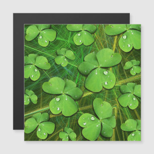 Grönt Shamrock St Patrick's iPhone 5 Fodral-Mate Magnetisk Inbjudningskort