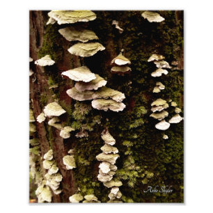 Grönt Shelves Fototryck