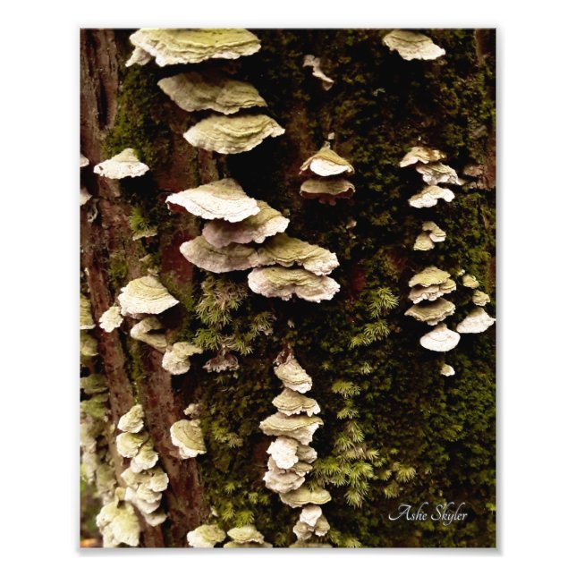 Grönt Shelves Fototryck (Framsidan)