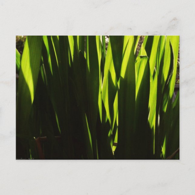 Grönt Skuggor Löv vykort (Framsida)