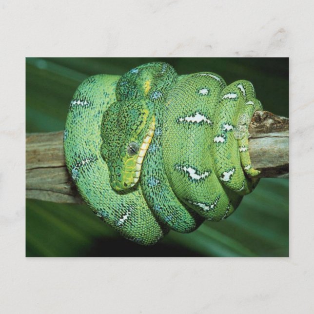 Grönt Snake Vykort (Framsida)