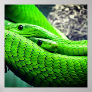 Grönt Snakes Poster