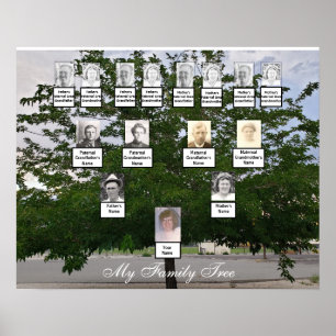 Grönt Sommarfamiljens Träd Photo Poster