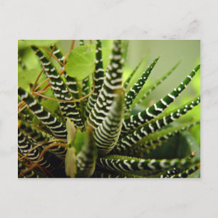 Grönt Spiky, lilla stripe-cactus Vykort