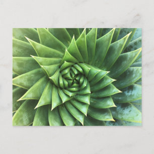 Grönt Spiral Aloe Polyphylla Vykort
