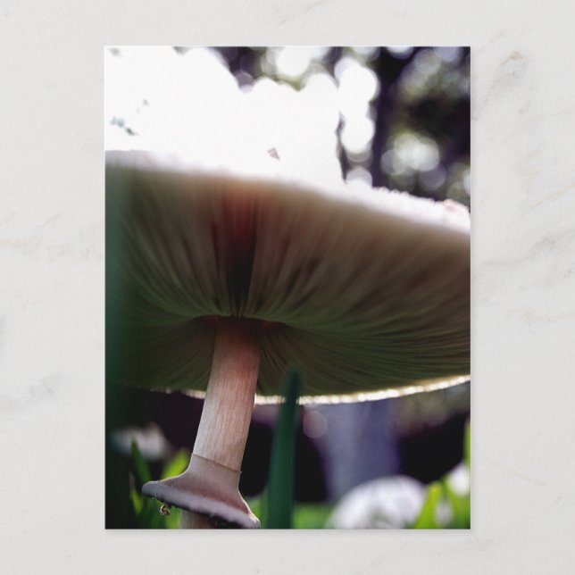 Grönt Spored Lepiota vykort (Framsida)
