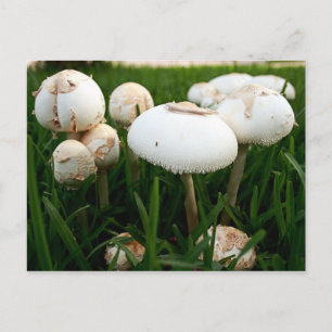 Grönt Spored Lepiota vykort