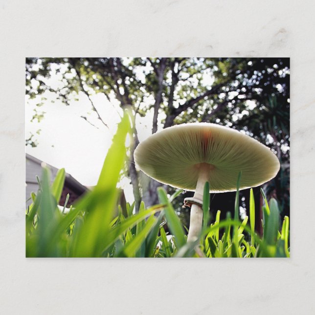 Grönt Spored Lepiota vykort (Framsida)