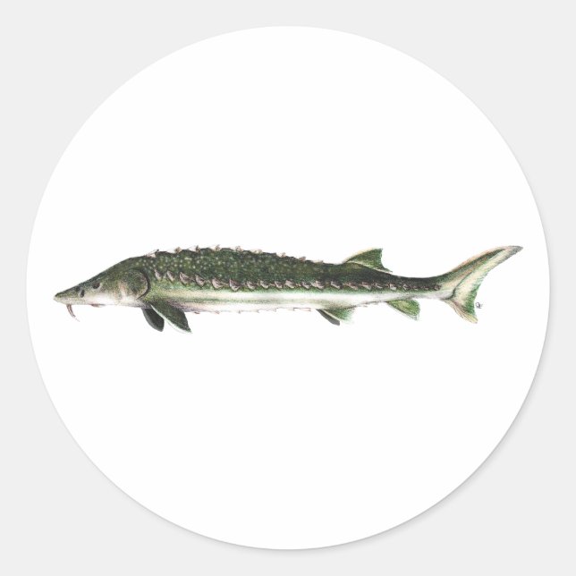 Grönt Sturgeon - Acipenser medirostris Runt Klistermärke (Framsida)
