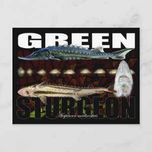 Grönt Sturgeon-Collage-Postcard Vykort
