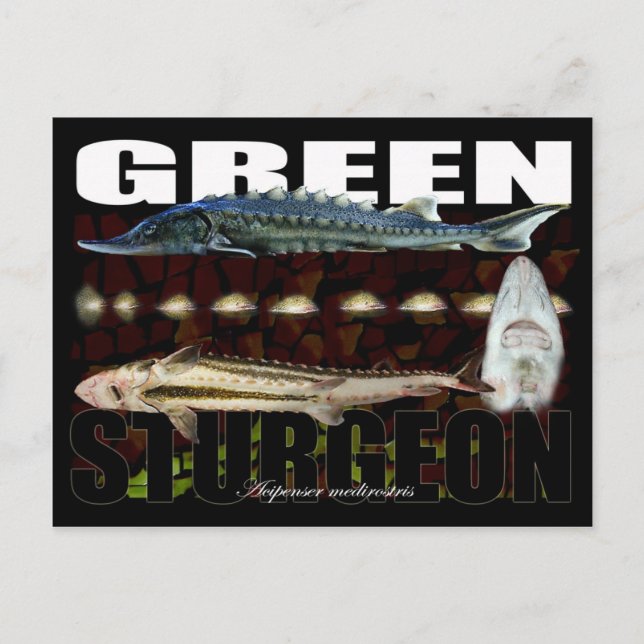 Grönt Sturgeon-Collage-Postcard Vykort (Framsida)